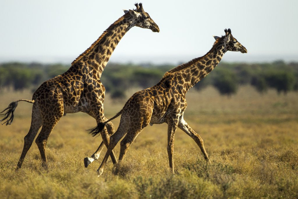 Detail of Giraffe Herd by Anonymous