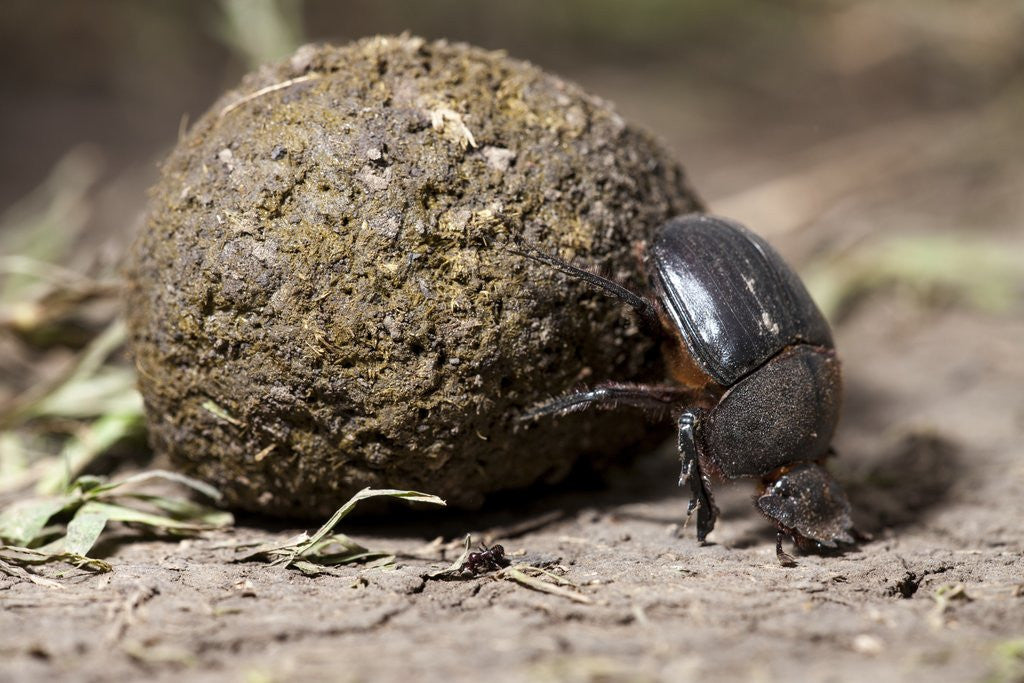 Detail of Dung Beetle by Corbis