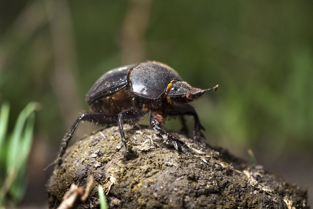 Detail of Dung Beetle by Anonymous