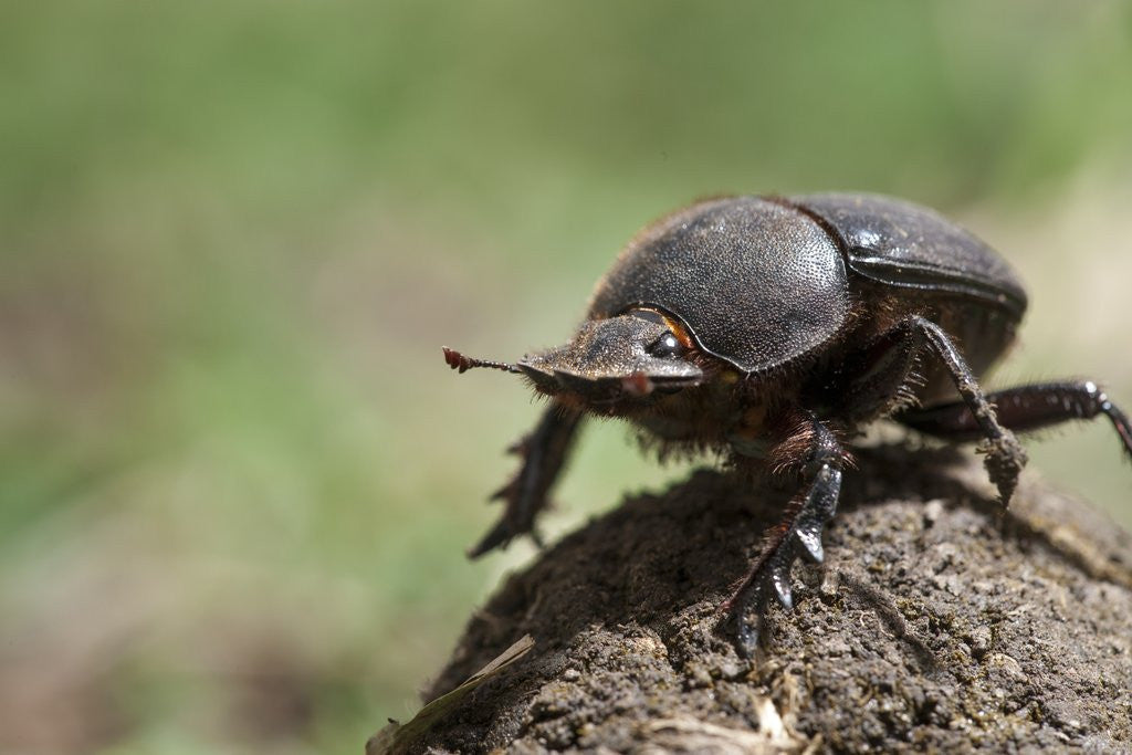 Detail of Dung Beetle by Anonymous