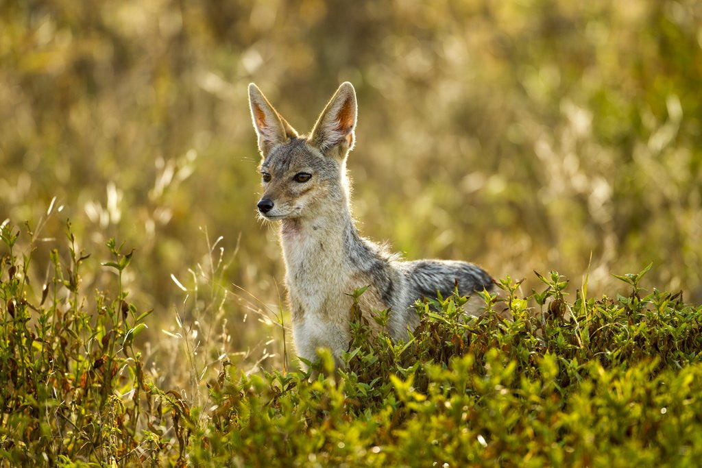 Detail of Jackal at Ngorongoro Conservation Area, Tanzania by Anonymous