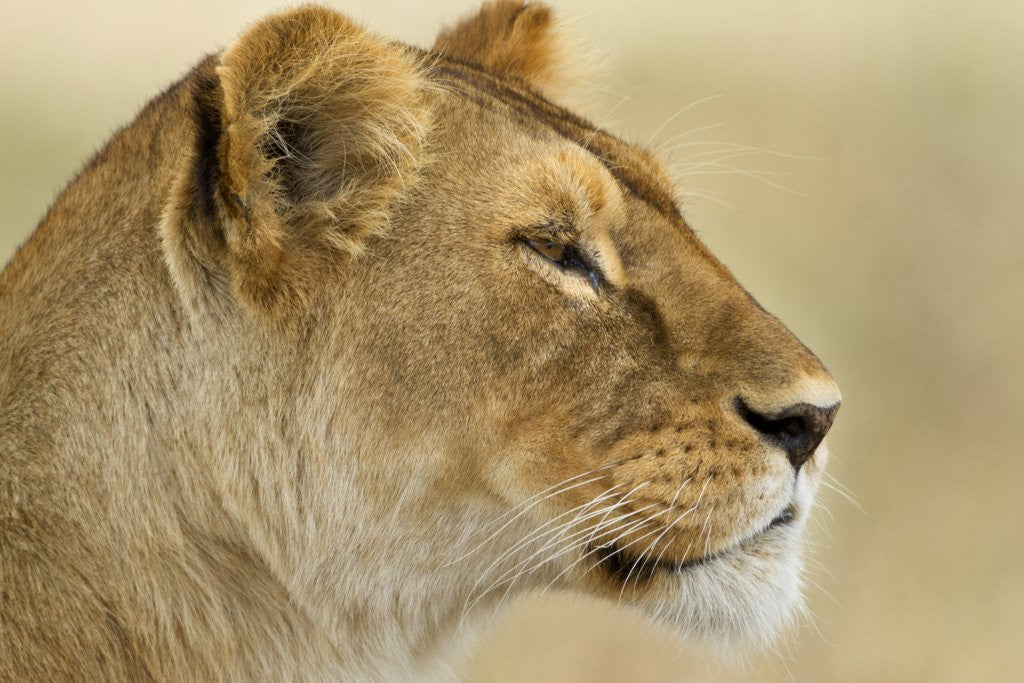 Detail of Lioness by Anonymous