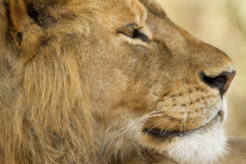 Detail of Lion, Ngorongoro Conservation Area, Tanzania by Anonymous