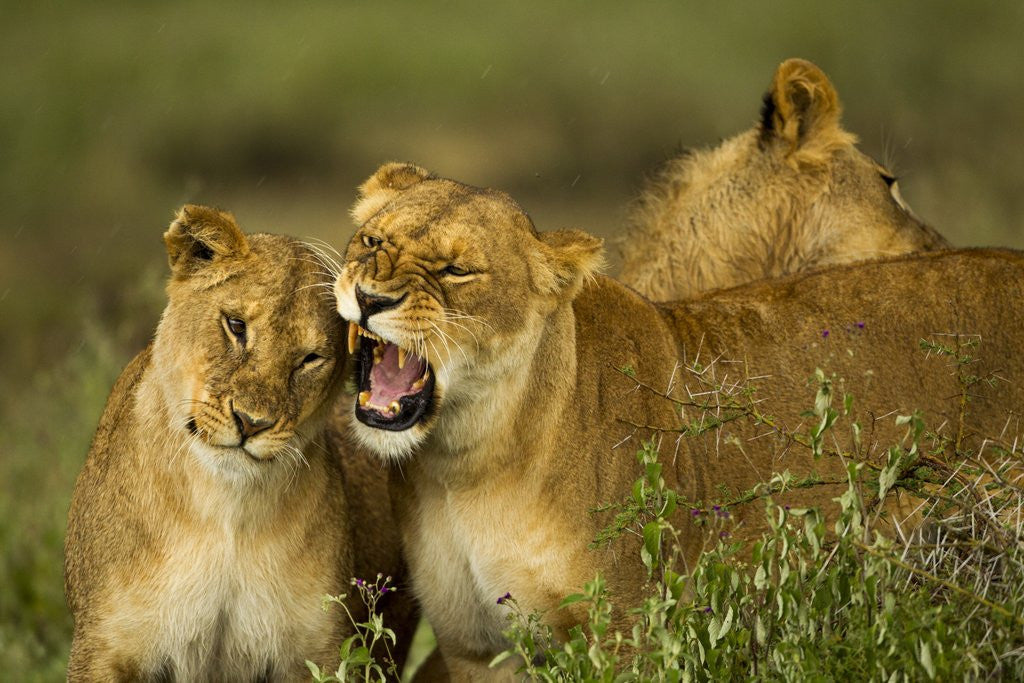 Detail of Lion Pride by Anonymous