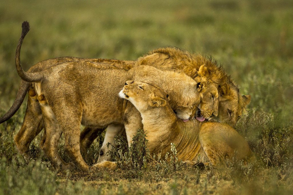 Detail of Lion Pride by Anonymous