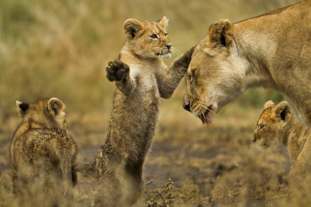 Detail of Lion Cub Greeting by Anonymous