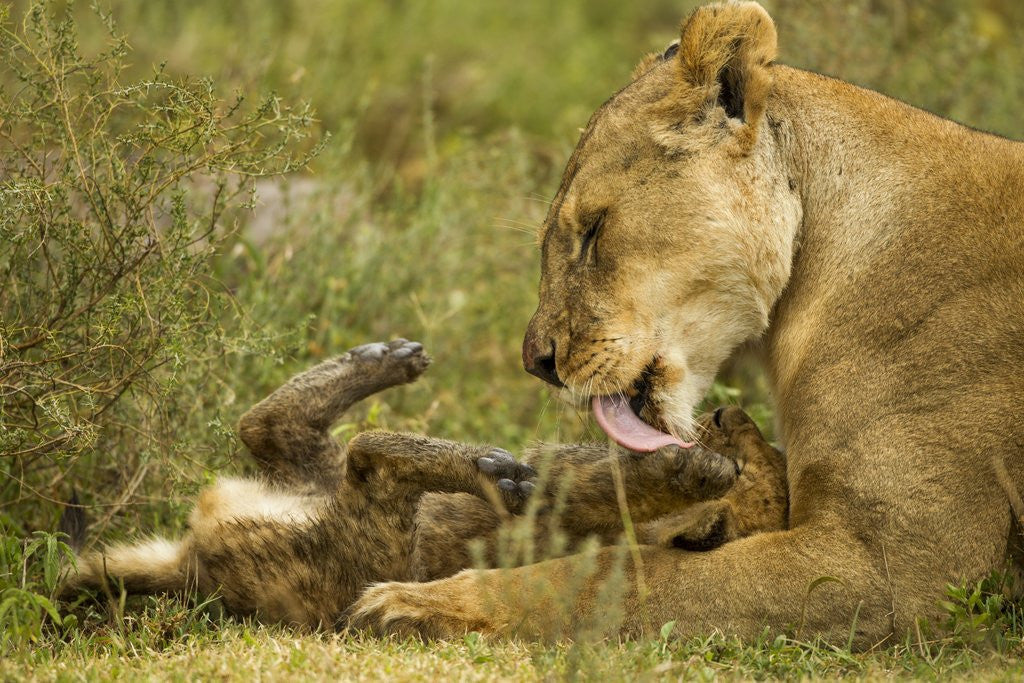 Detail of Lioness cleaning her cub by Anonymous
