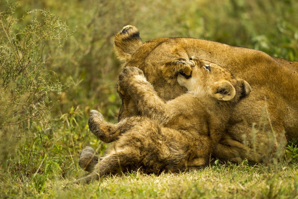 Detail of Lioness cleaning her cub by Anonymous