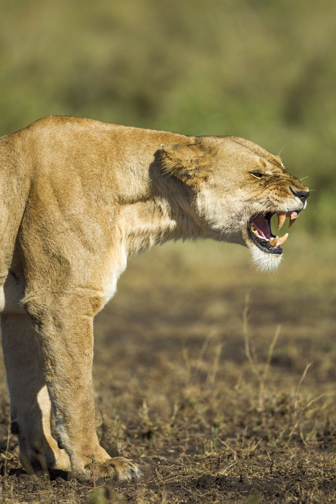 Detail of Snarling Lioness by Anonymous