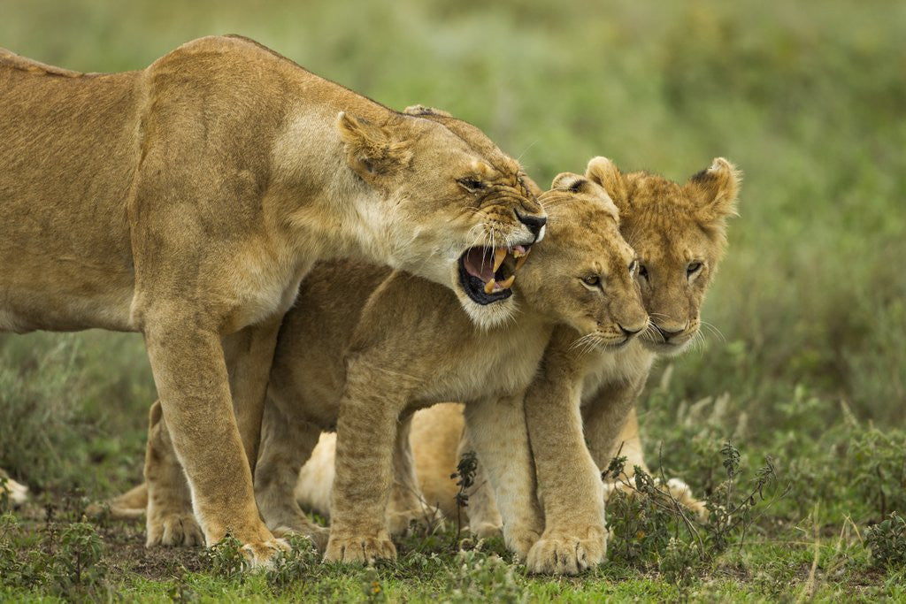 Detail of Lioness snarling at cubs by Anonymous