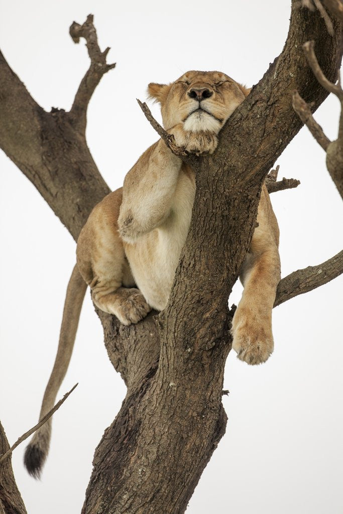 Detail of Lioness in a tree by Anonymous