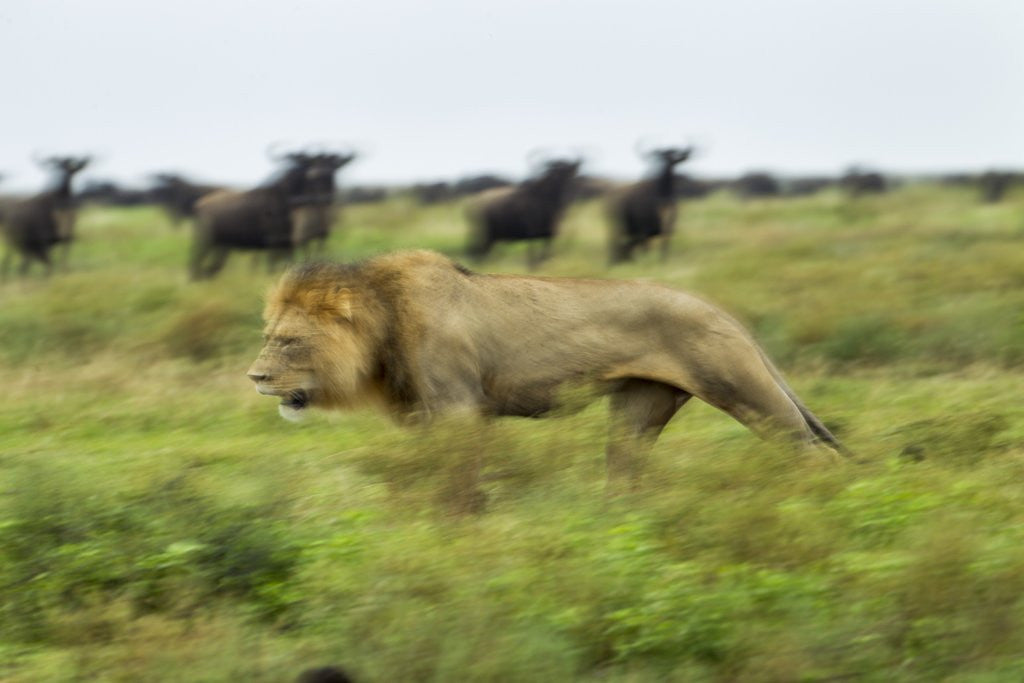 Lion and Wildebeest Herd by Corbis