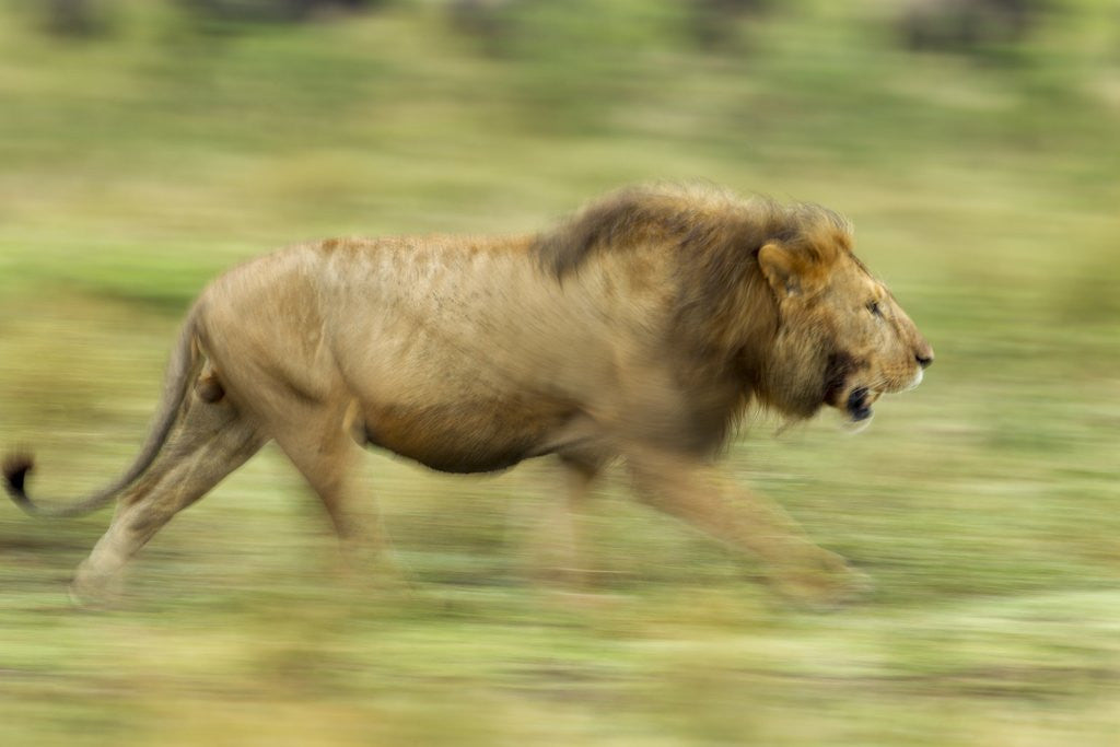 Detail of Lion walking on Savanna by Anonymous