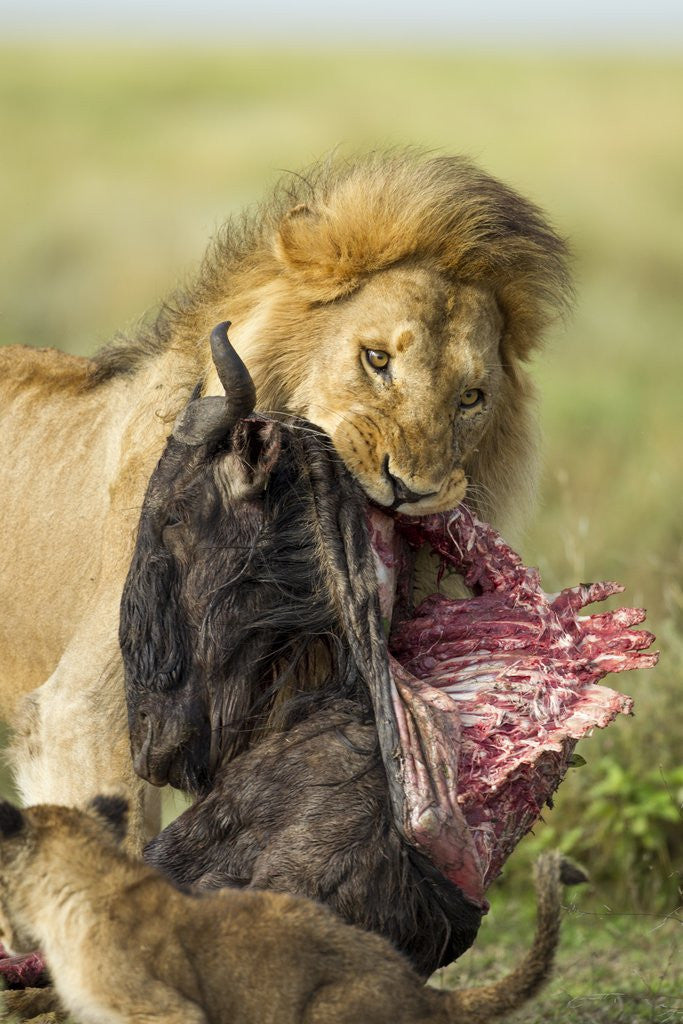 Detail of Lion feeding on Wildebeest by Corbis