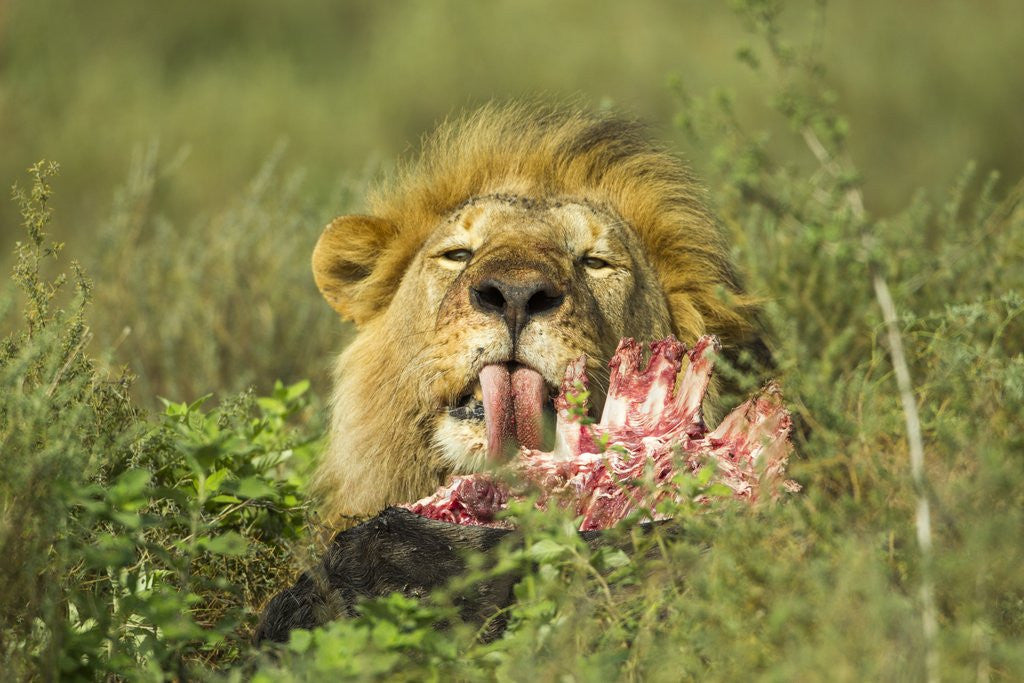 Detail of Lion feeding on Wildebeest by Anonymous