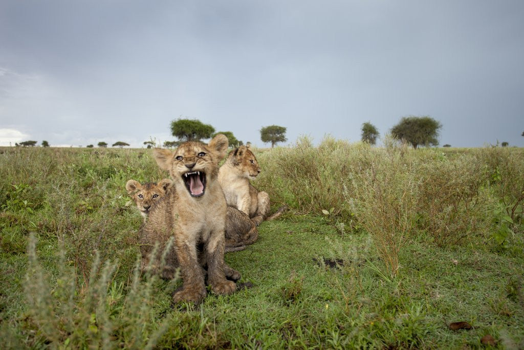 Detail of Lion cubs by Anonymous