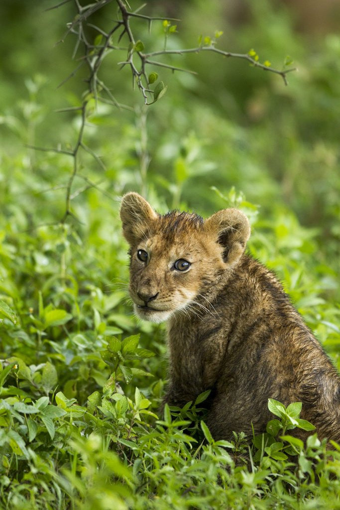 Detail of Lion cub by Anonymous
