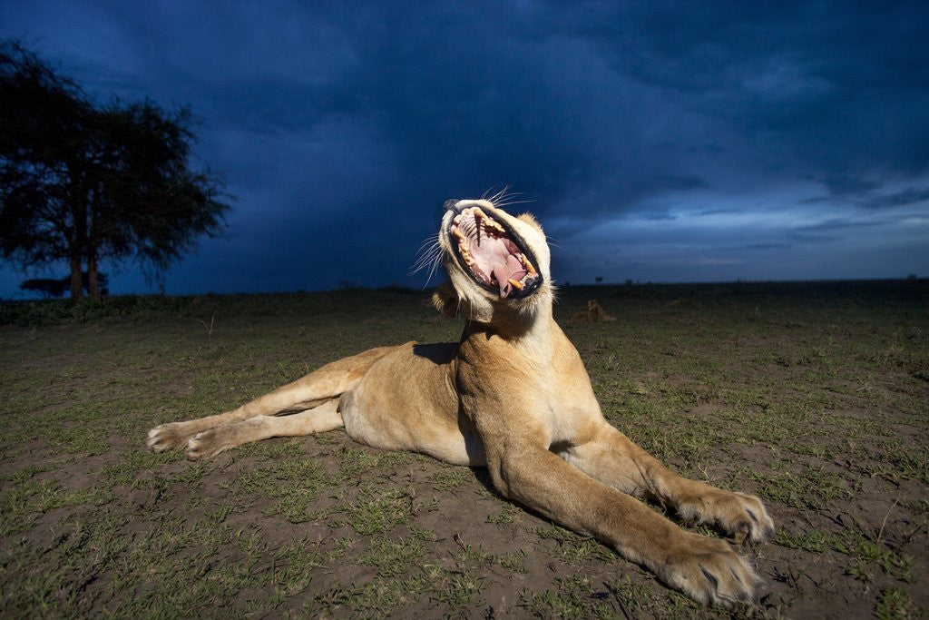 Detail of Lioness at dusk by Anonymous