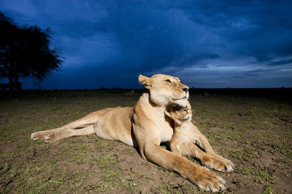 Detail of Lioness and cub by Anonymous