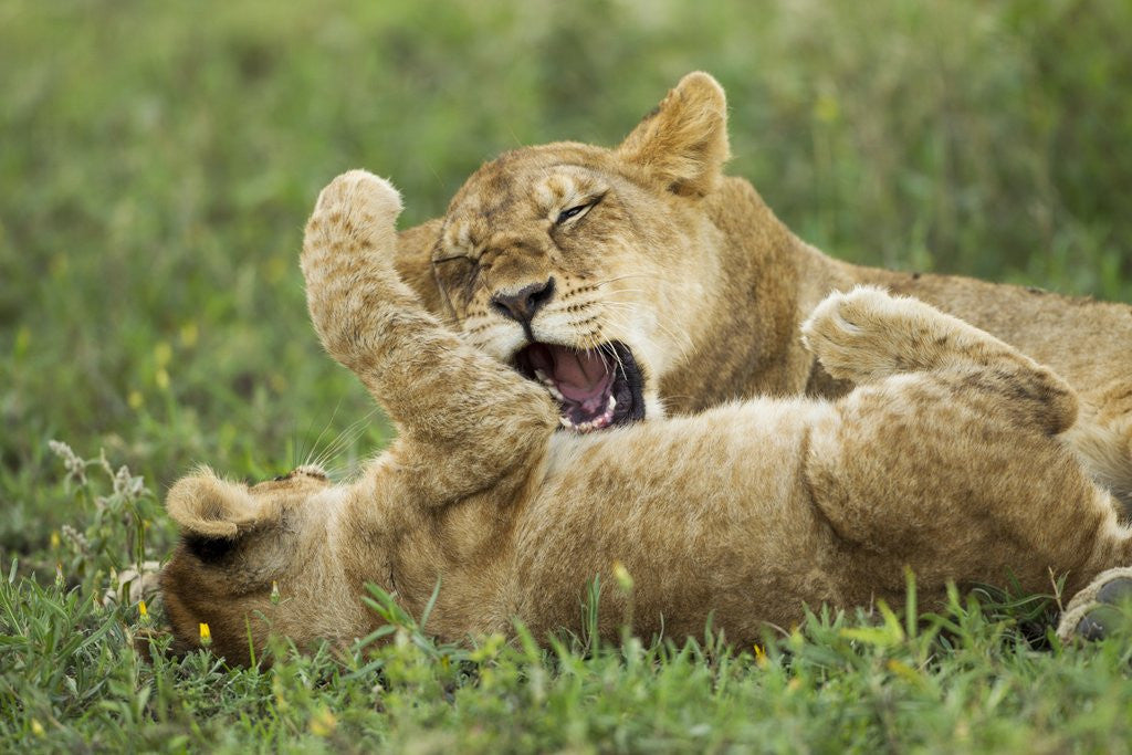 Detail of Lion cubs playing by Anonymous