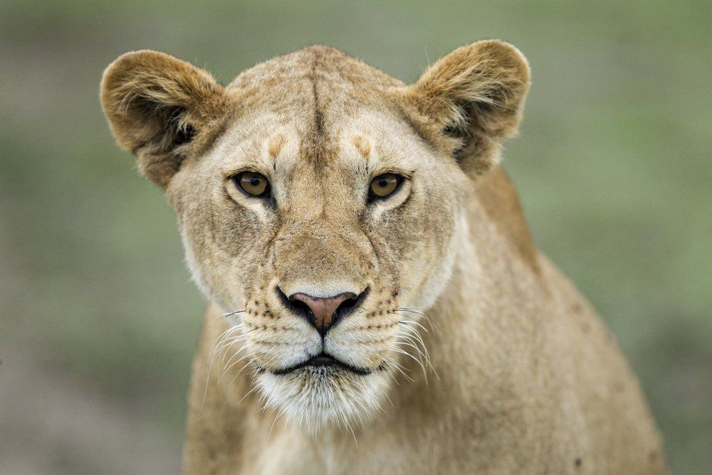 Detail of Portrait of Lioness by Anonymous