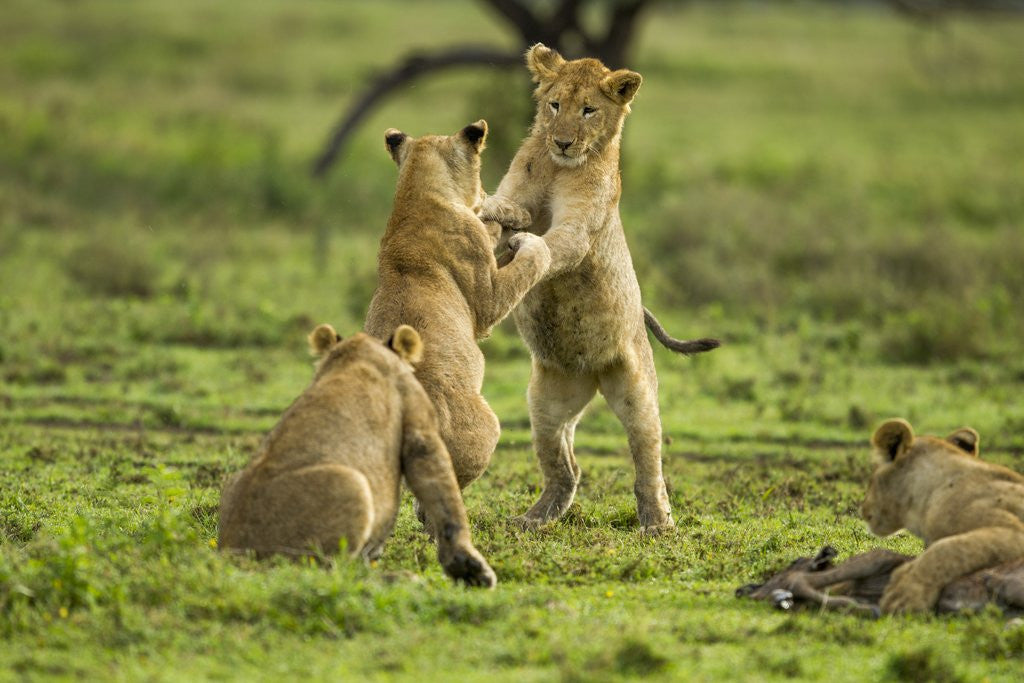 Detail of Lion cubs playing by Anonymous