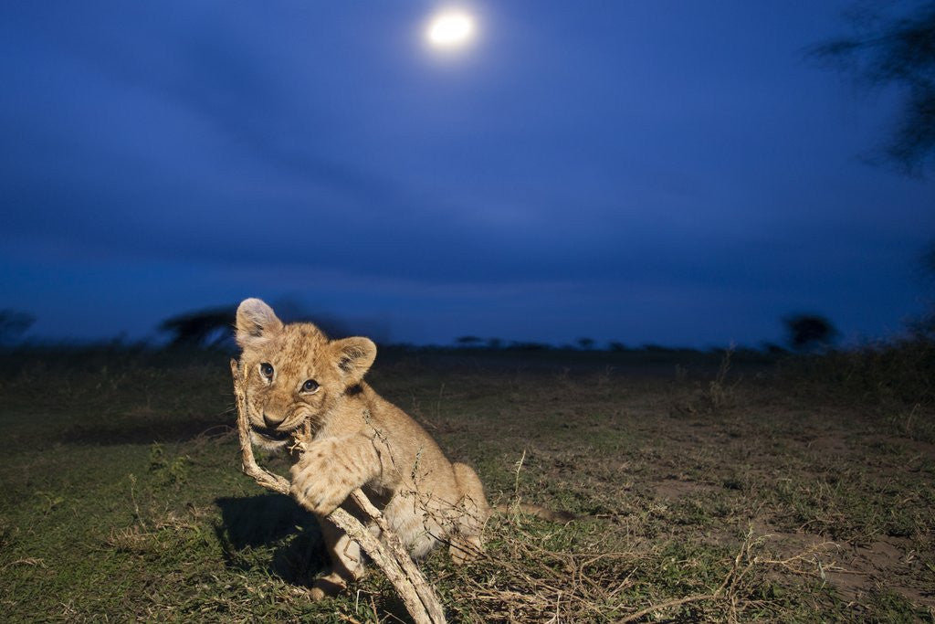 Detail of Lion cub at night by Anonymous