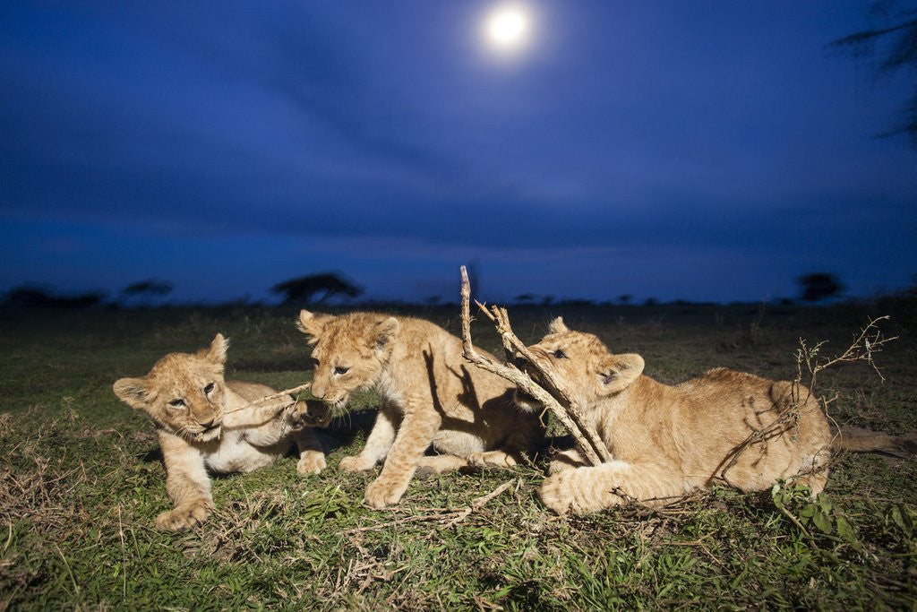 Detail of Lion cubs at night by Anonymous