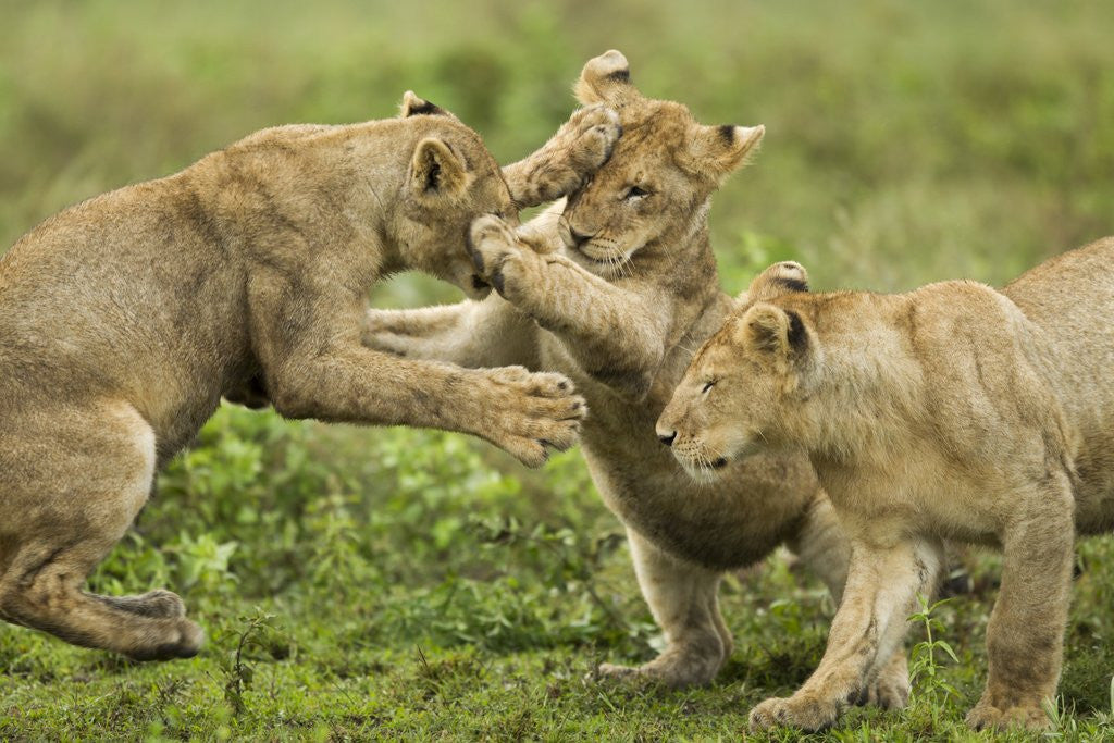 Detail of Lion cubs playing by Anonymous