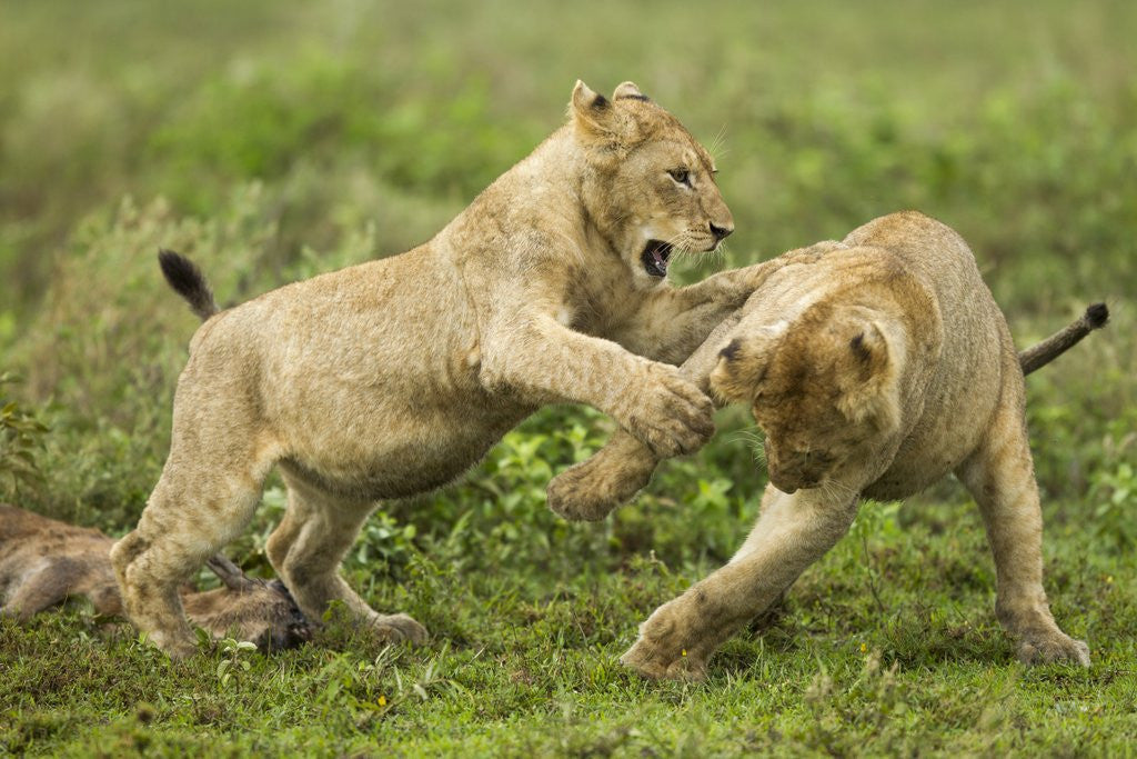 Detail of Lion cubs playing by Anonymous