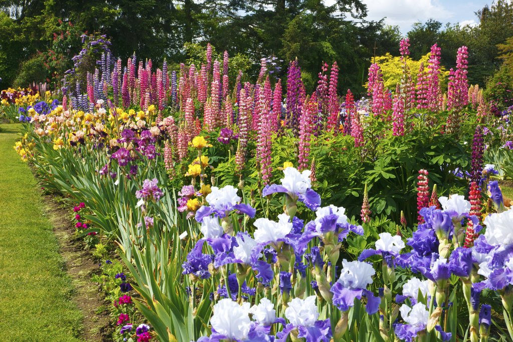 Detail of Schreiner Iris Gardens in Salem, Oregon by Anonymous