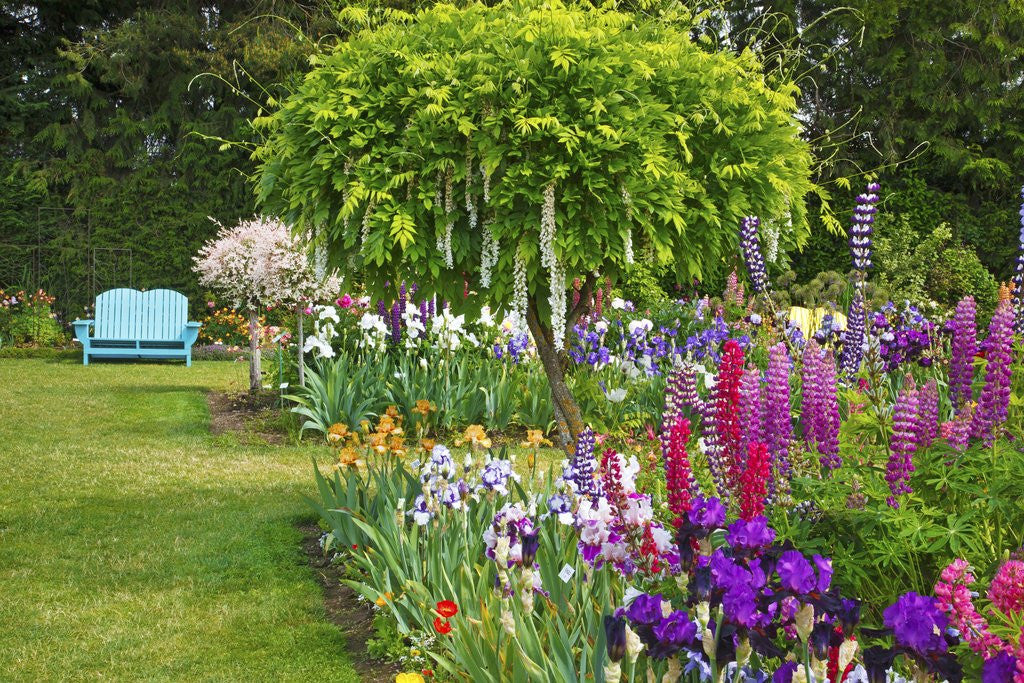 Detail of Schreiner Iris Gardens in Salem, Oregon by Anonymous