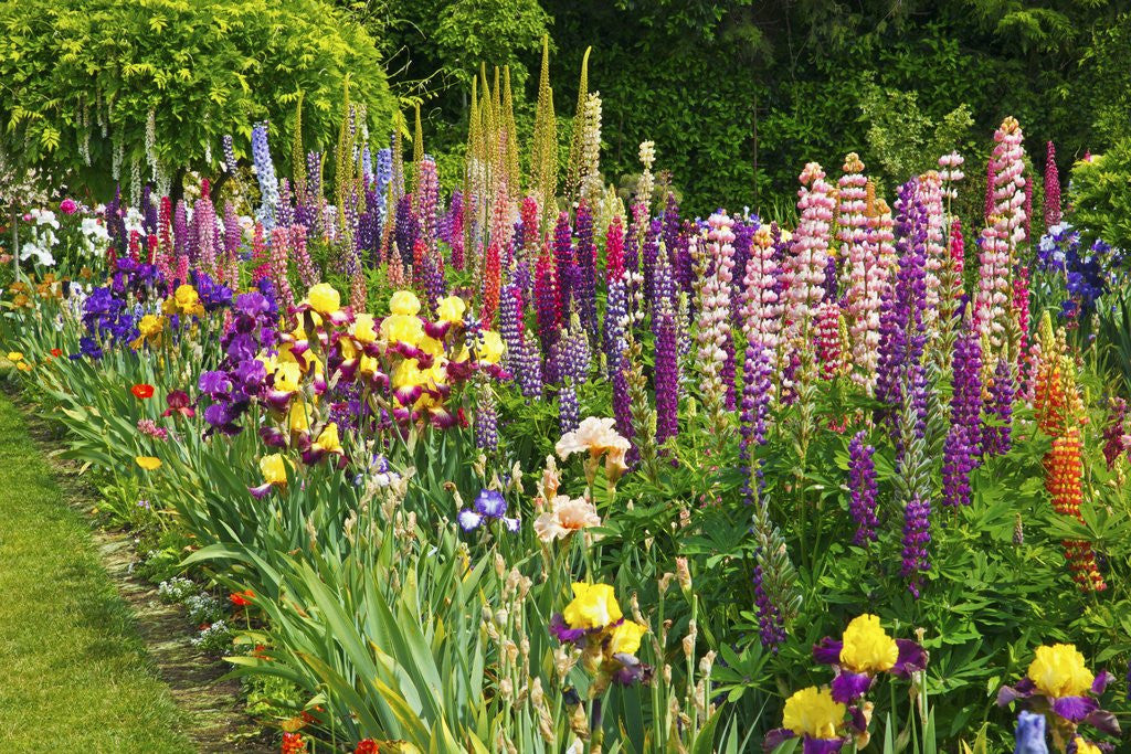 Detail of Schreiner Iris Gardens in Salem, Oregon by Anonymous
