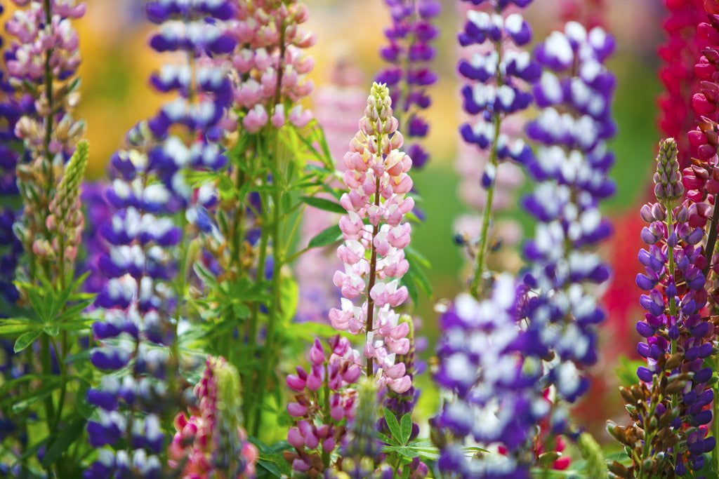 Detail of Schreiner Iris Gardens in Salem, Oregon by Anonymous