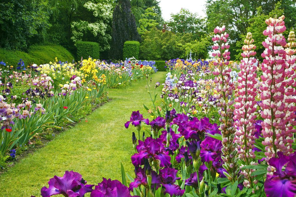 Detail of Schreiner Iris Gardens in Salem, Oregon by Anonymous