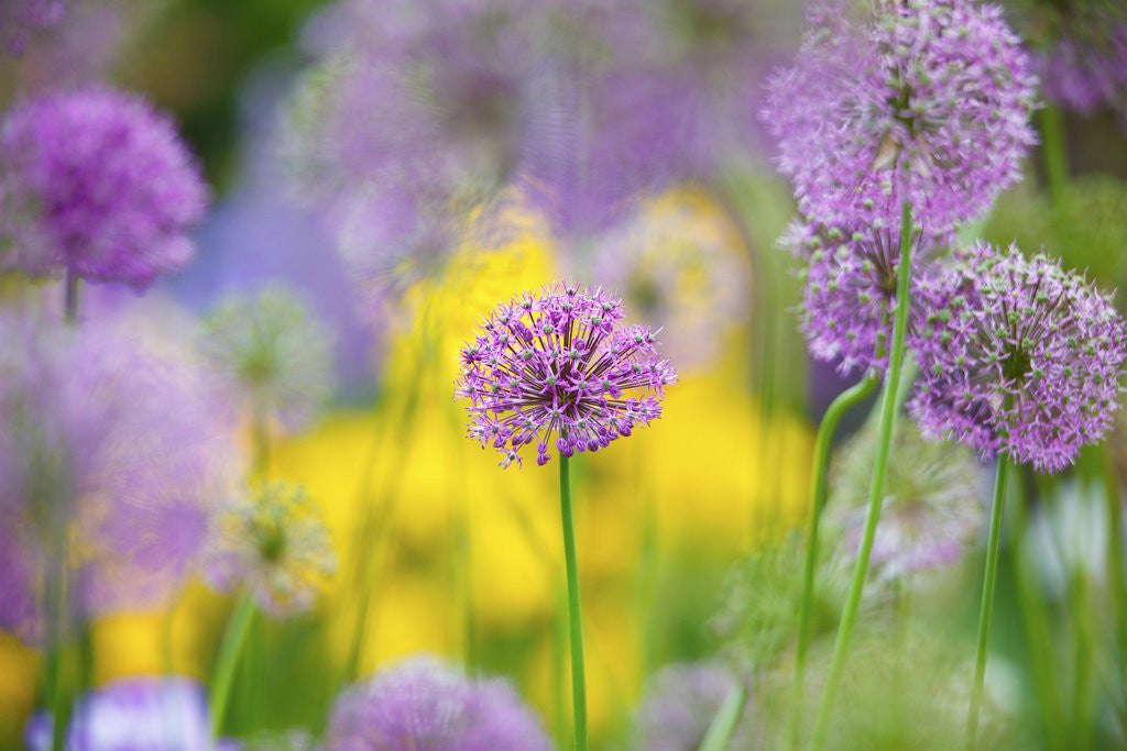 Detail of Schreiner Iris Gardens in Salem, Oregon by Anonymous