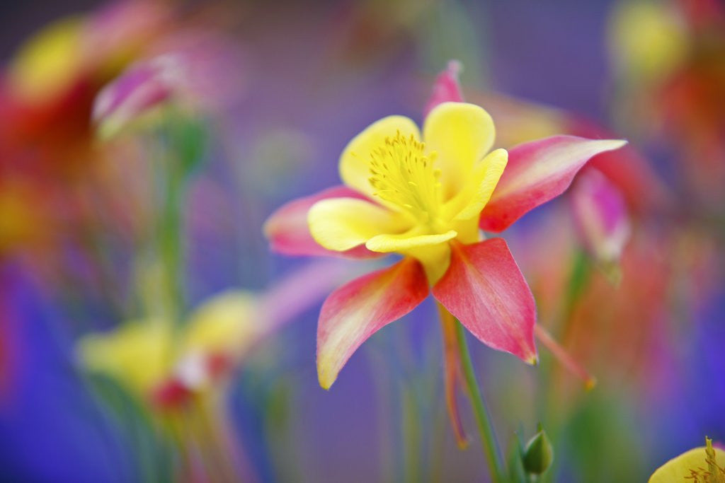 Detail of Schreiner Iris Gardens in Salem, Oregon by Anonymous