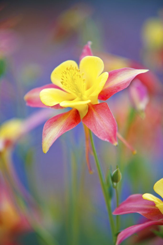 Detail of Schreiner Iris Gardens in Salem, Oregon by Anonymous