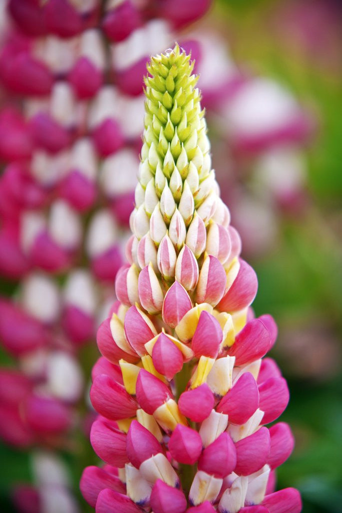 Detail of Schreiner Iris Gardens in Salem, Oregon by Anonymous