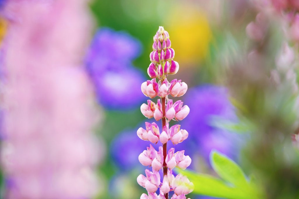 Detail of Schreiner Iris Gardens in Salem, Oregon by Anonymous