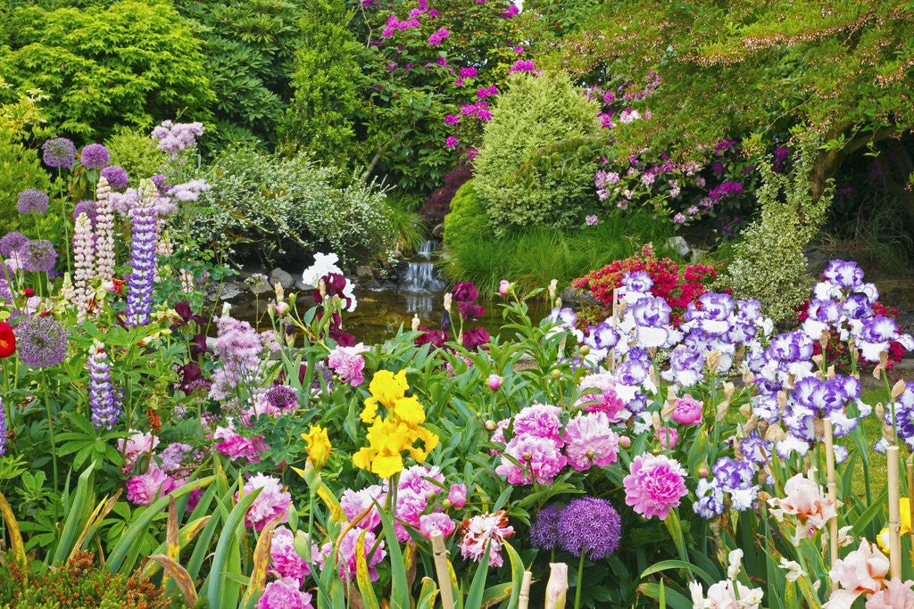 Detail of Schreiner Iris Gardens in Salem, Oregon by Anonymous