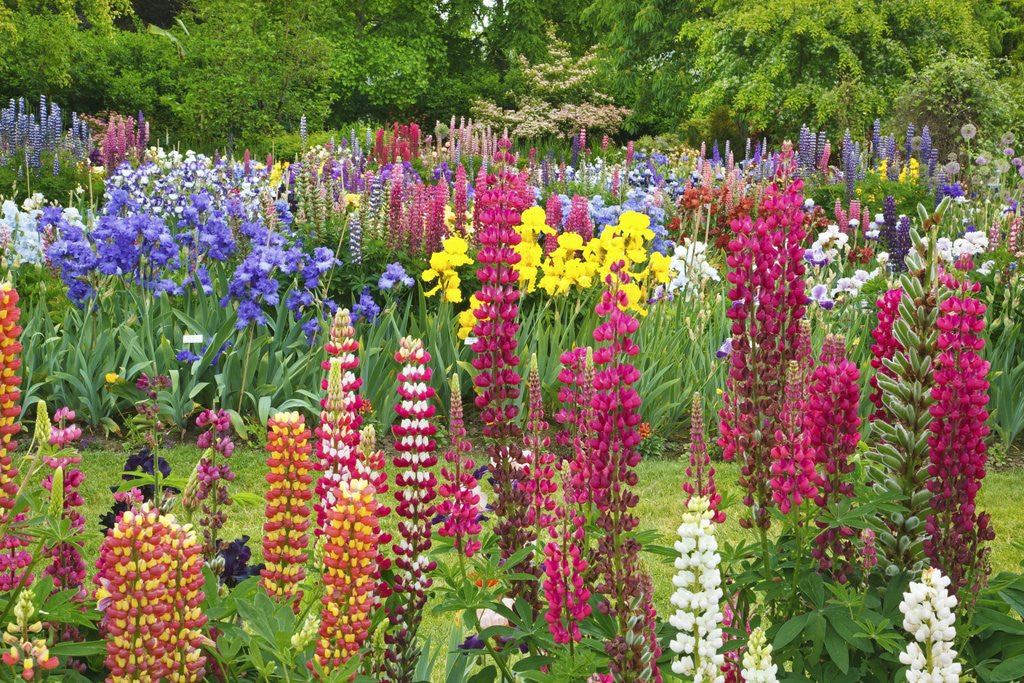 Detail of Schreiner Iris Gardens in Salem, Oregon by Anonymous