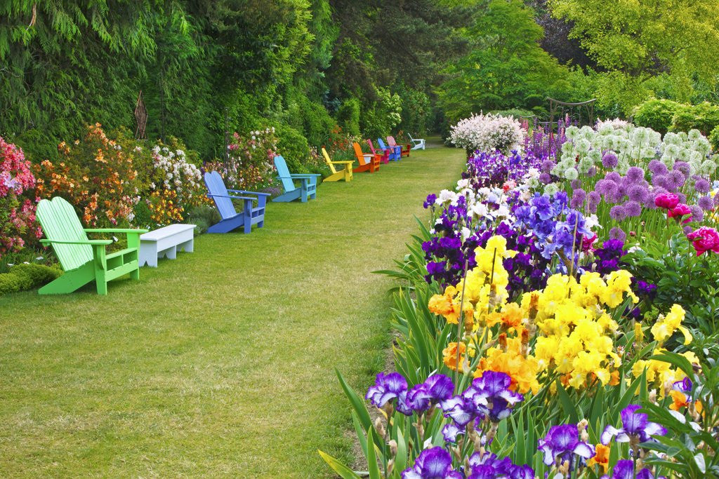 Detail of Schreiner Iris Gardens in Salem, Oregon by Anonymous