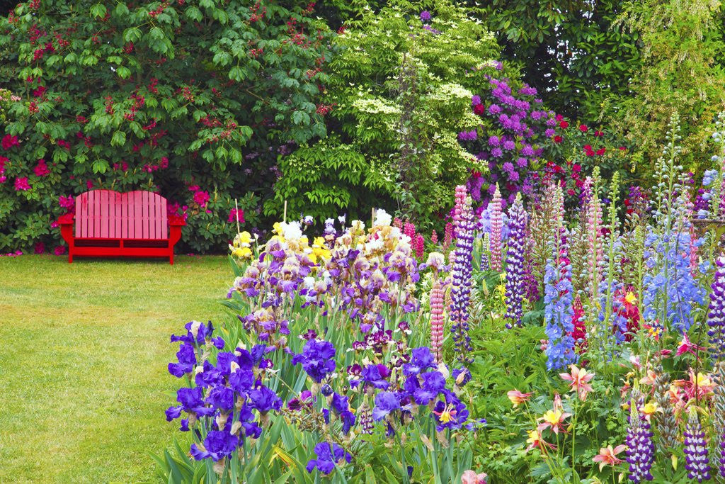 Detail of Schreiner Iris Gardens in Salem, Oregon by Anonymous