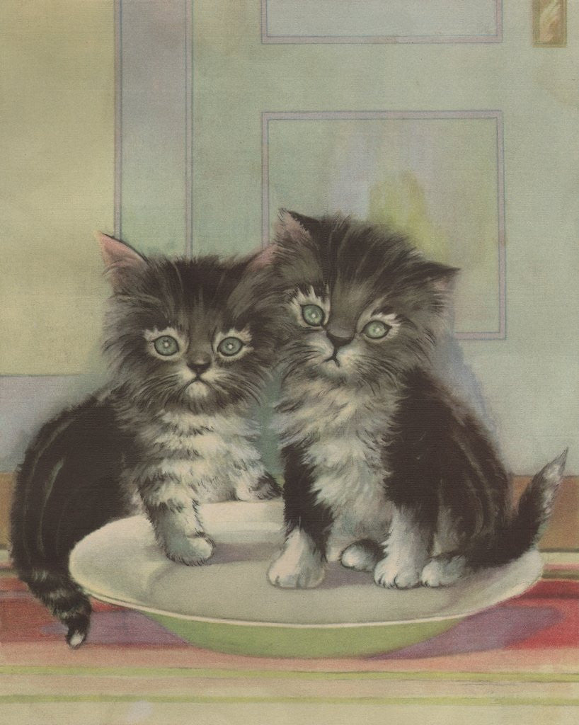 Detail of Two kittens sitting in bowl by Corbis