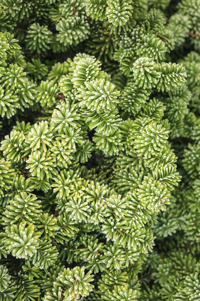 Detail of Spruce Shrub close-up, Washington, USA by Anonymous