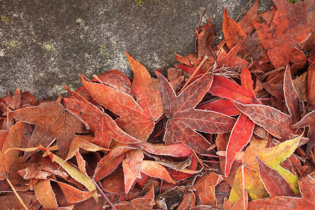 Detail of Maple Leaves covered in frost Mill Creek, Washington, USA by Anonymous