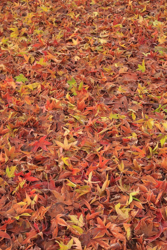 Detail of Maple Leaves carpet covered in frost Mill Creek, Washington, USA by Anonymous