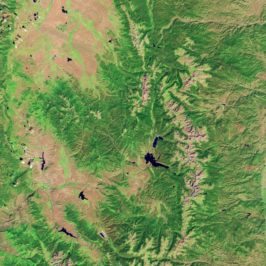 Detail of Pine Bark Beetle Damage to Forests, before image by Anonymous