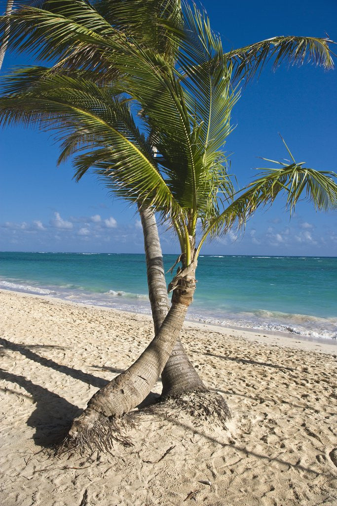 Detail of Palm trees on beach, Playa El Cortecito, Bavaro, Dominican Republic by Anonymous